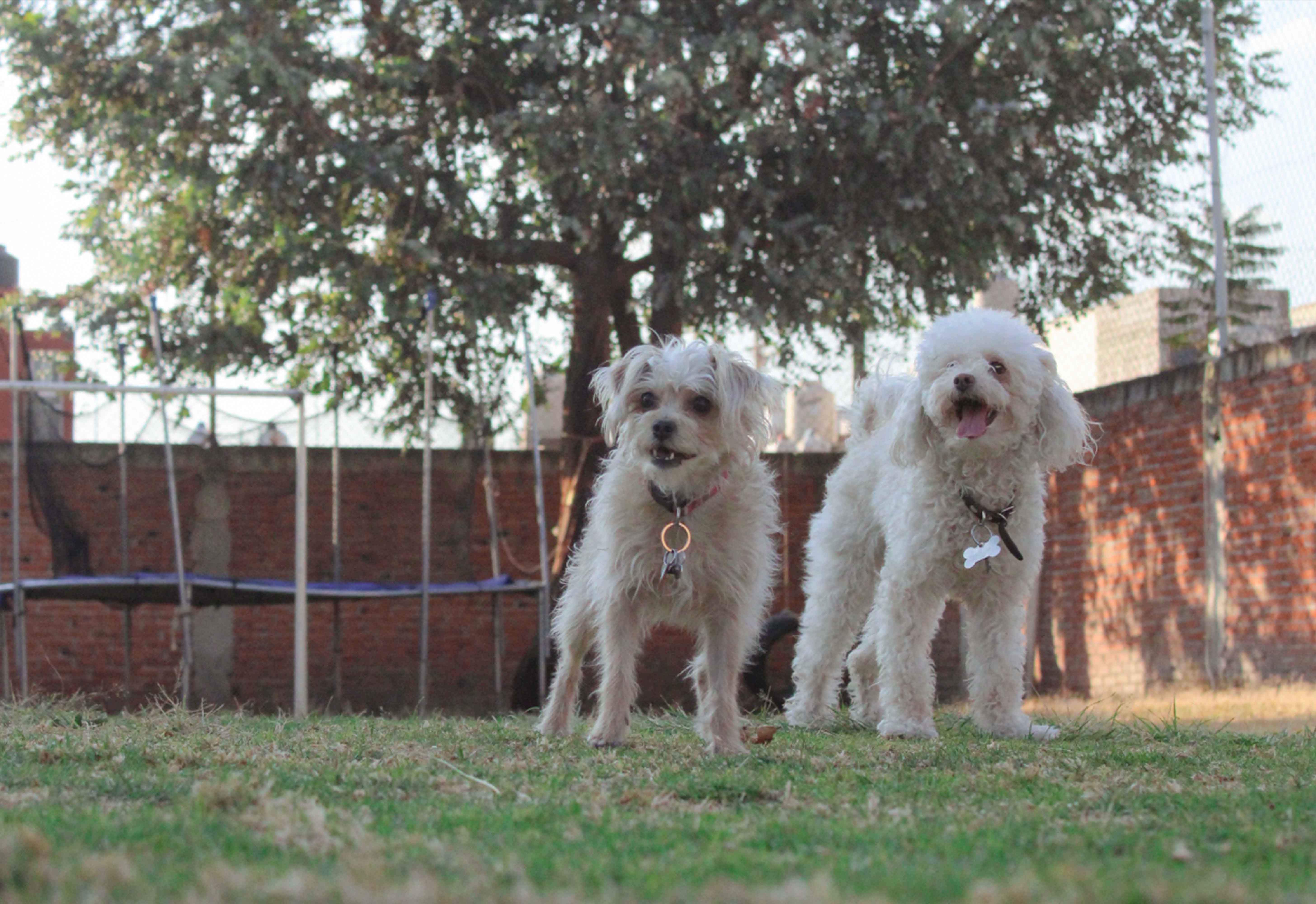 Fotografías a mascotas