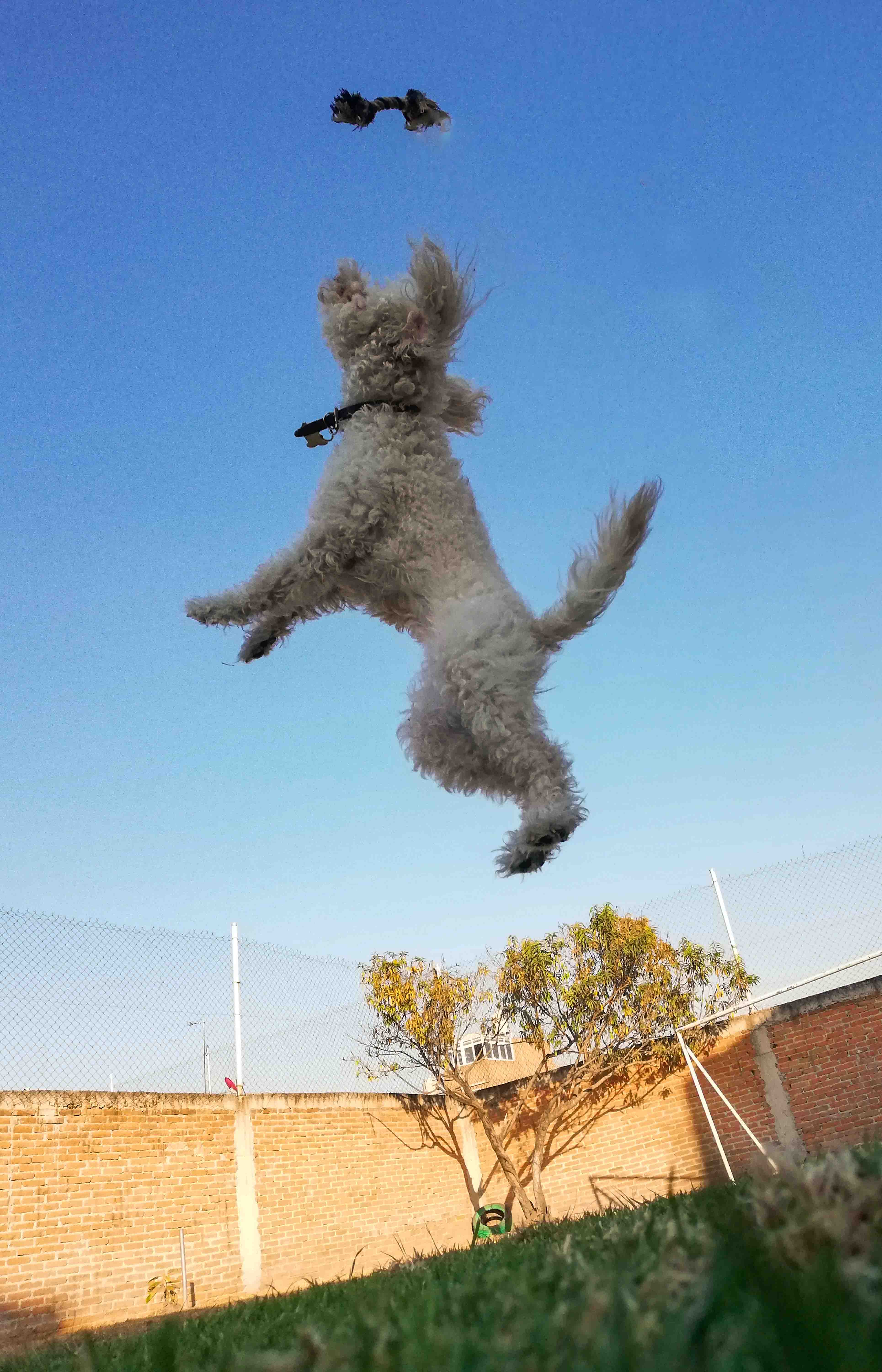 Mascotas 3