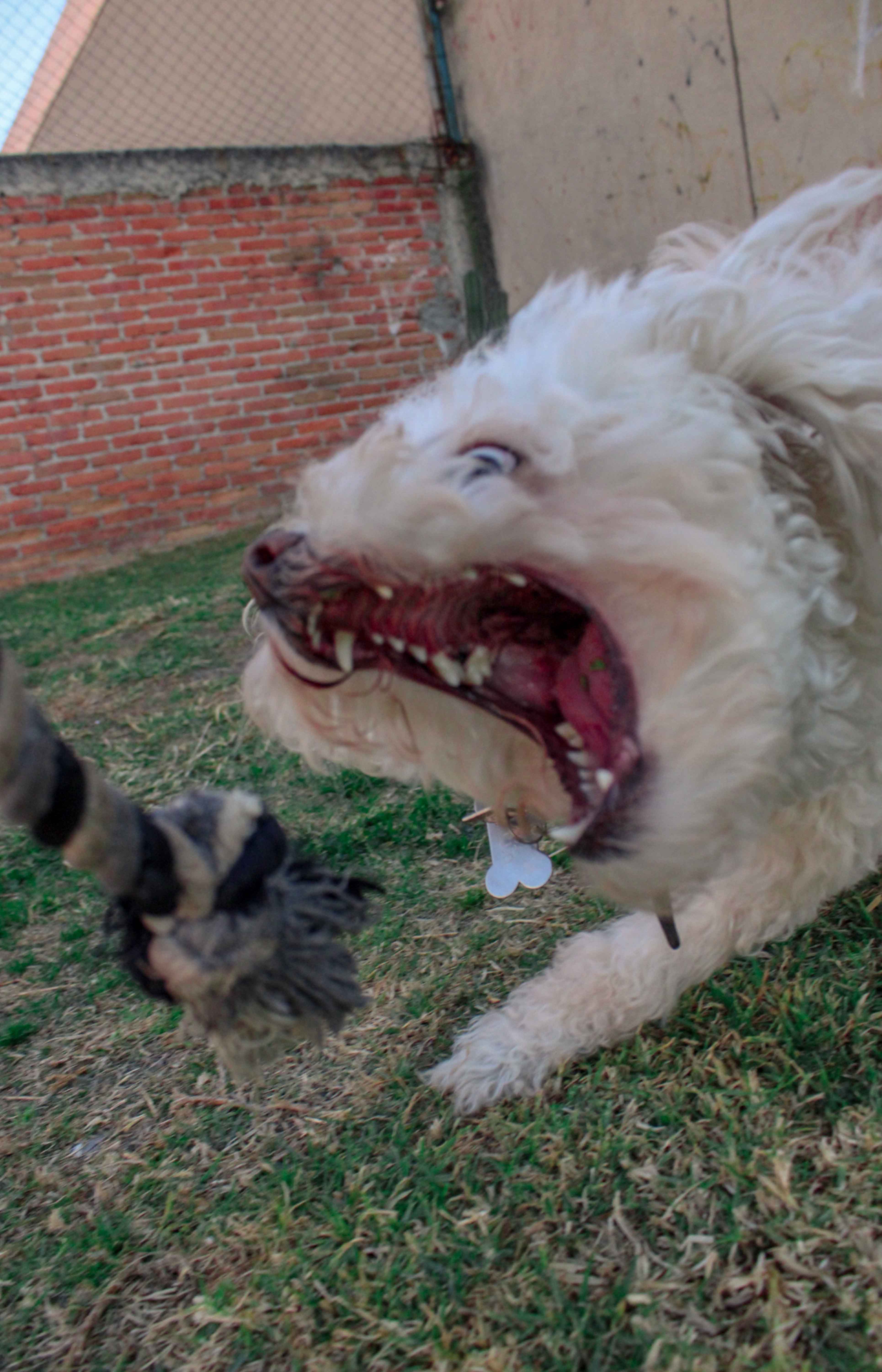 Mascotas 2