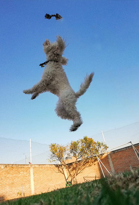 Galería de mascotas