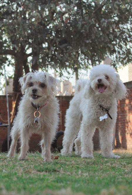 Galería de mascotas